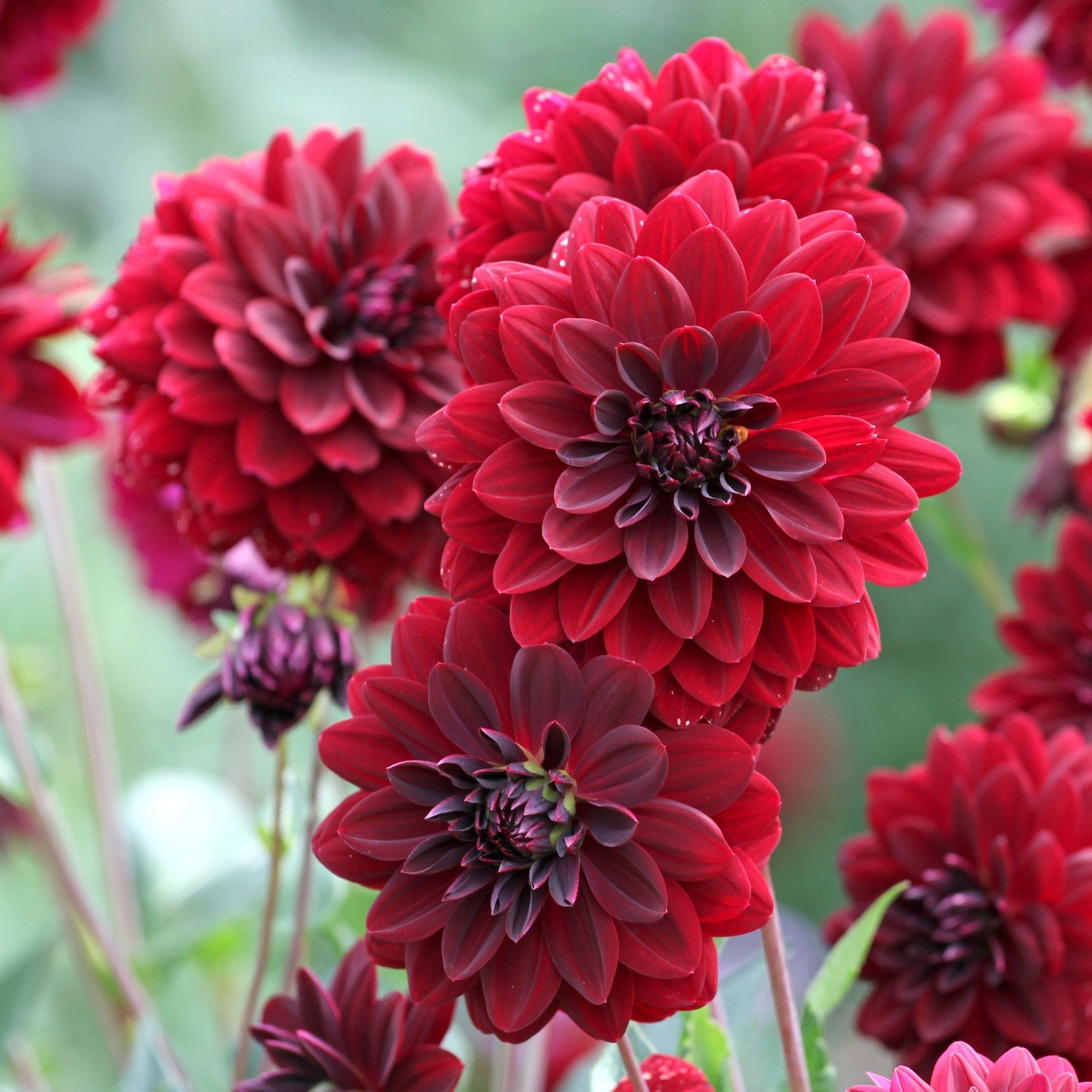 group of Dahlia Arabian Night flowers