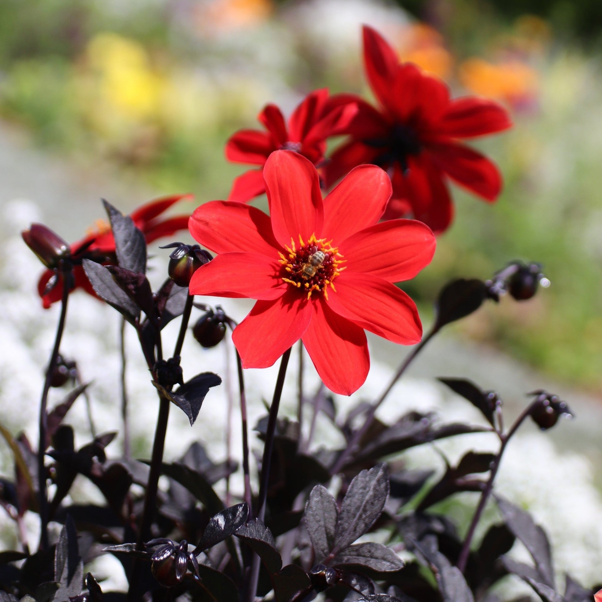 Dahlia Bishop of Llandaff close up of bright red flower over dark foliage