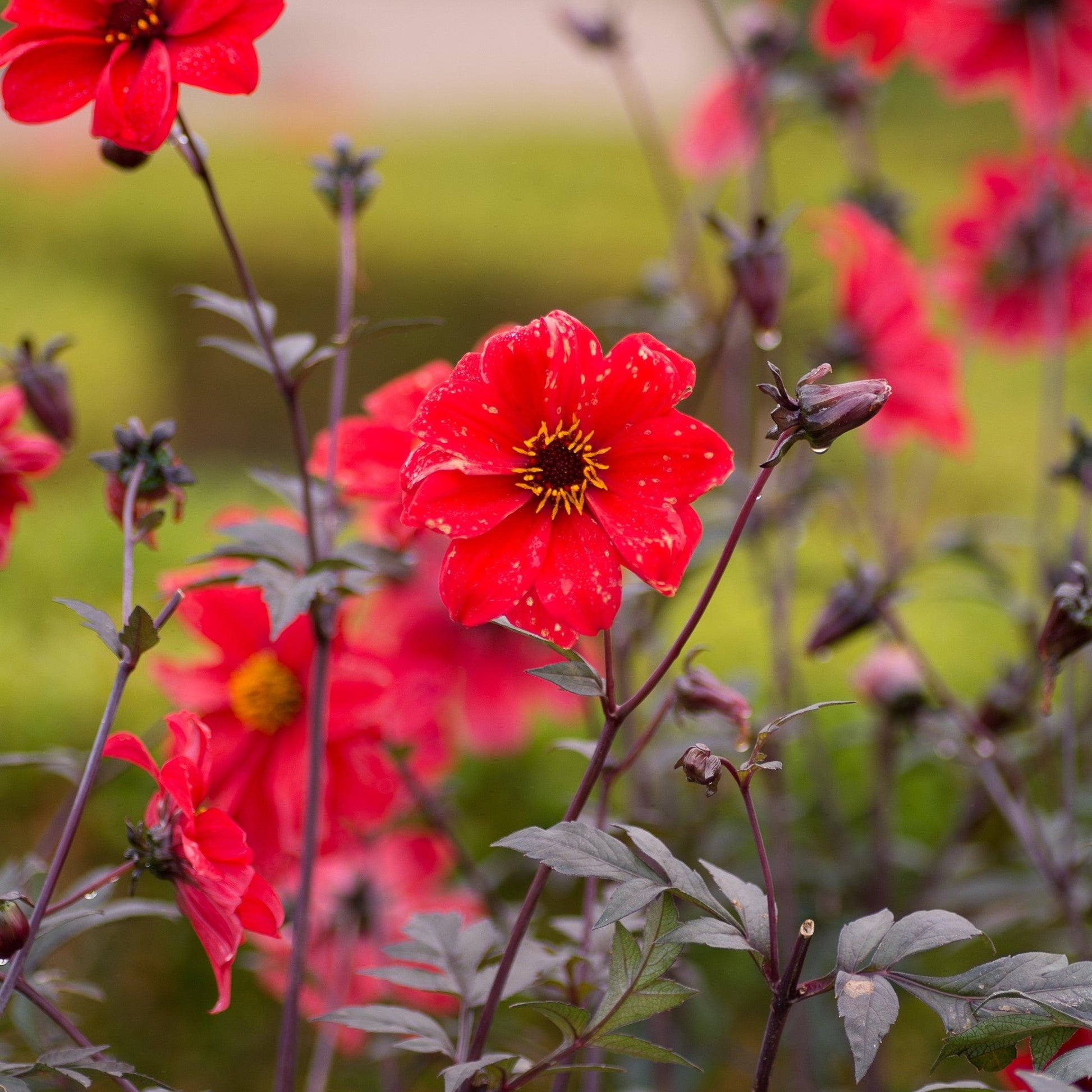 Dahlia Bishop of Llandaff bloom after rain shower