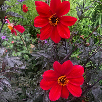 Dahlia Bishop of Llandaff bright red flowers on dark foliage in garden