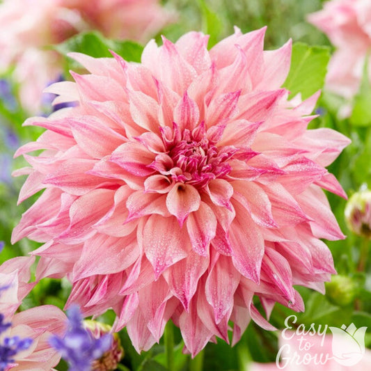 light pink blooms of dahlia cafe au lait royal