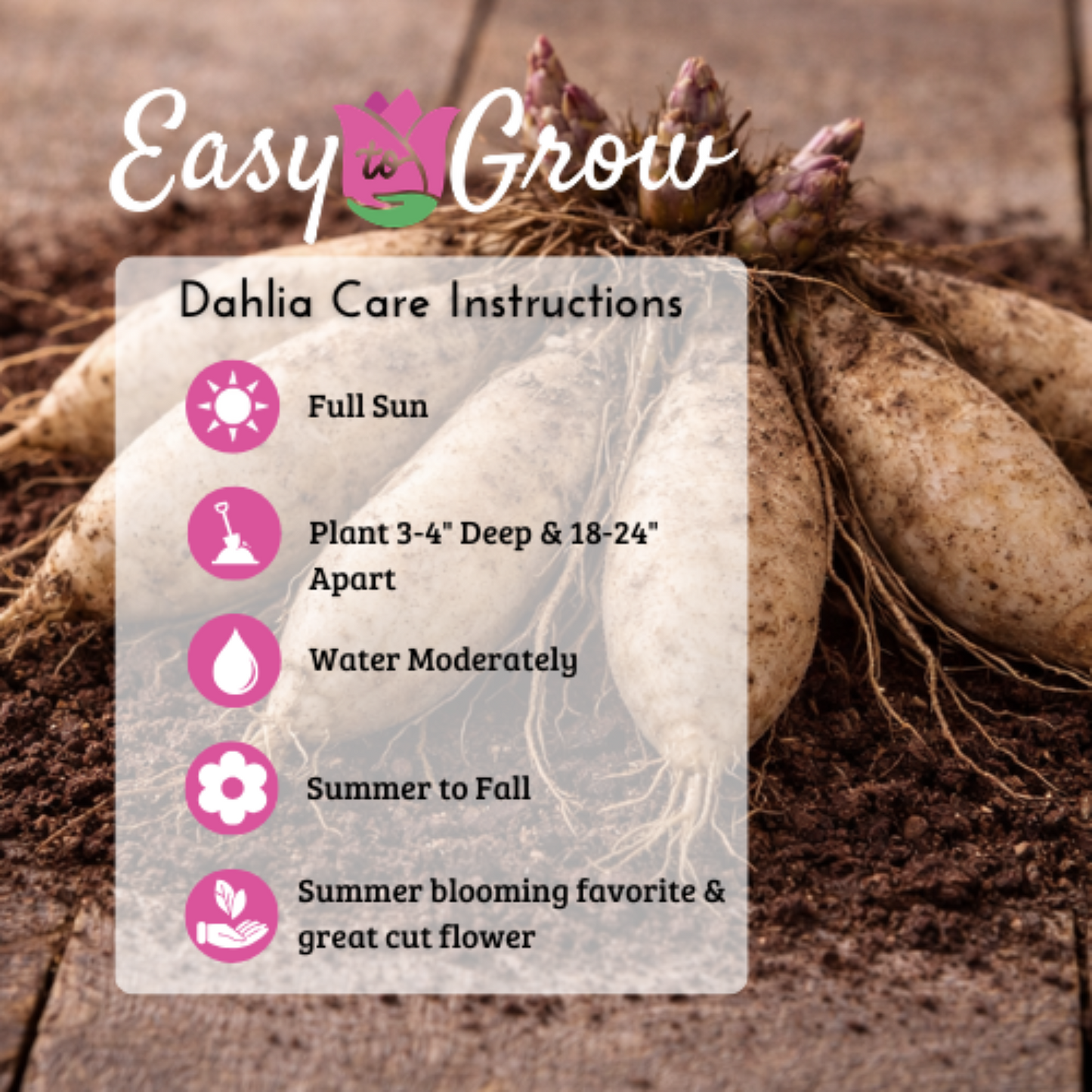 Dahlia planting and care instructions