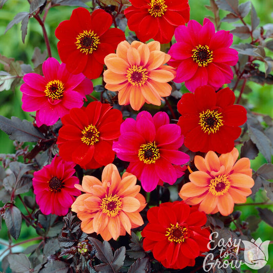 Dark Leaf Dahlia Collection with Red, Pink and Peach blooms.