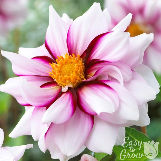 Edge of Joy Dahlia purple and white bloom