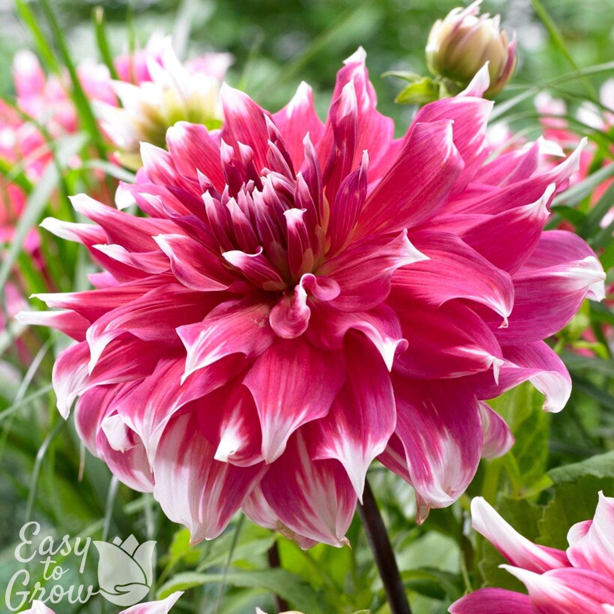 Dahlia_Frost_Nip_visi71317_VIS