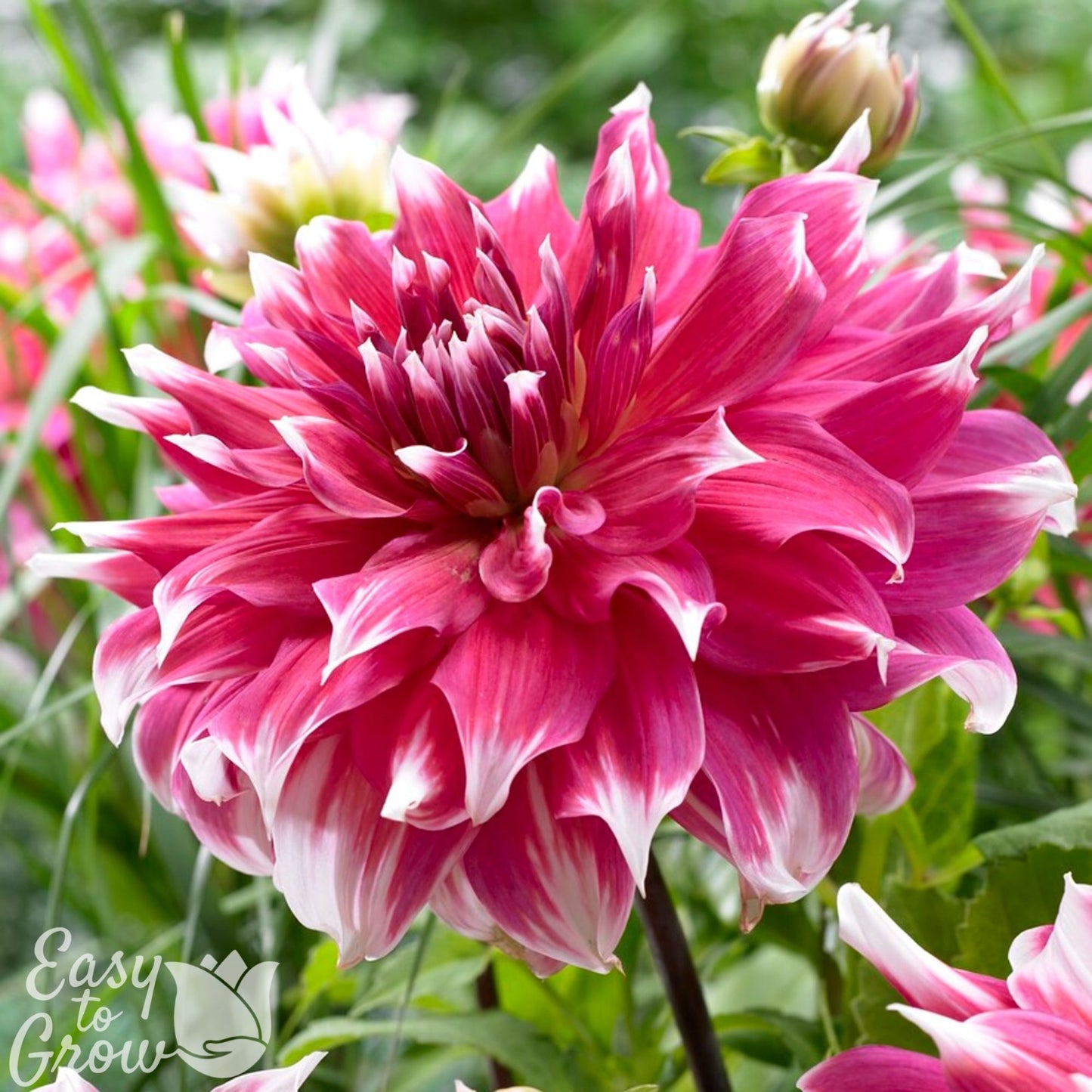 large dinnerplate dahlia frost nip features fuschia pink petals with white tips
