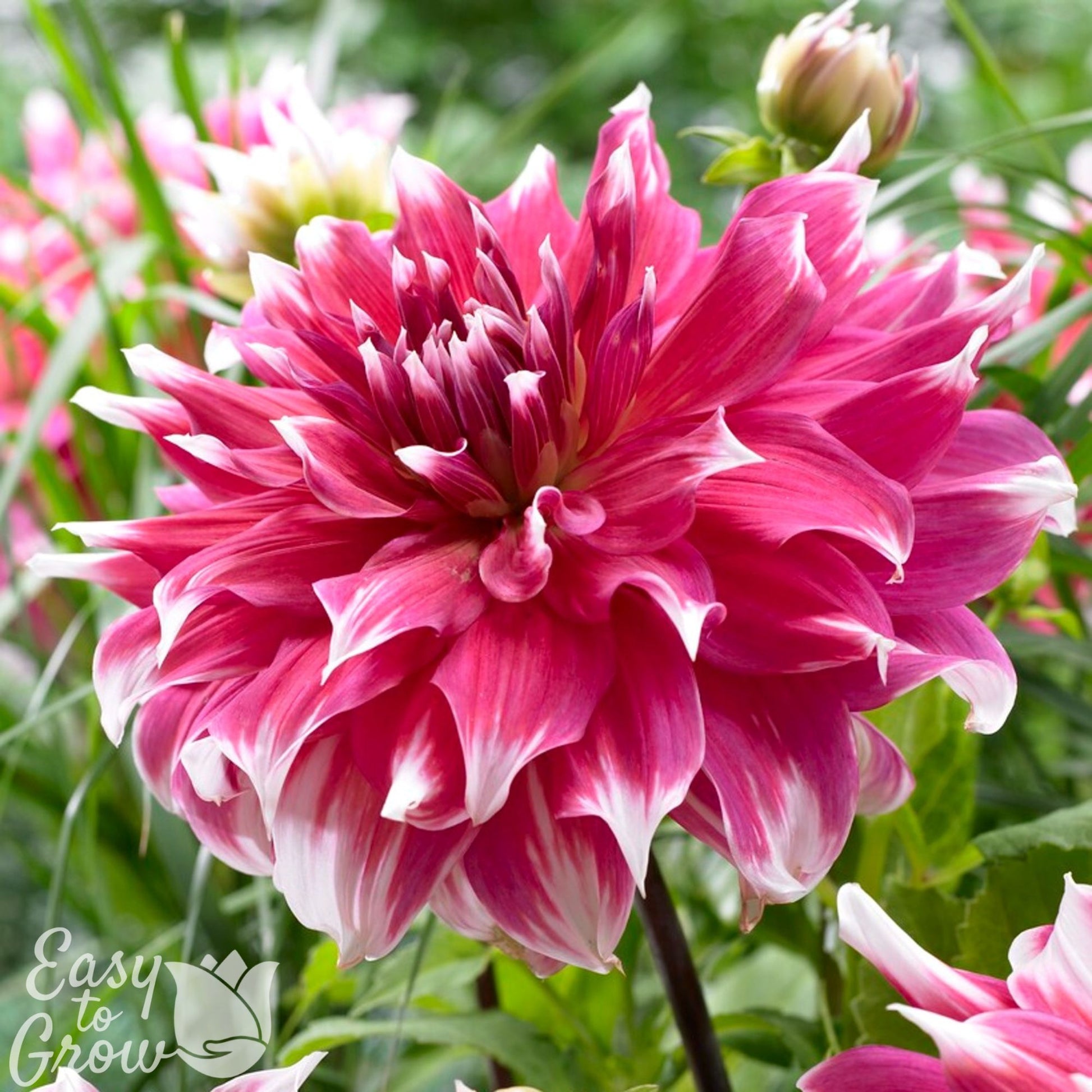 large dinnerplate dahlia frost nip features fuschia pink petals with white tips
