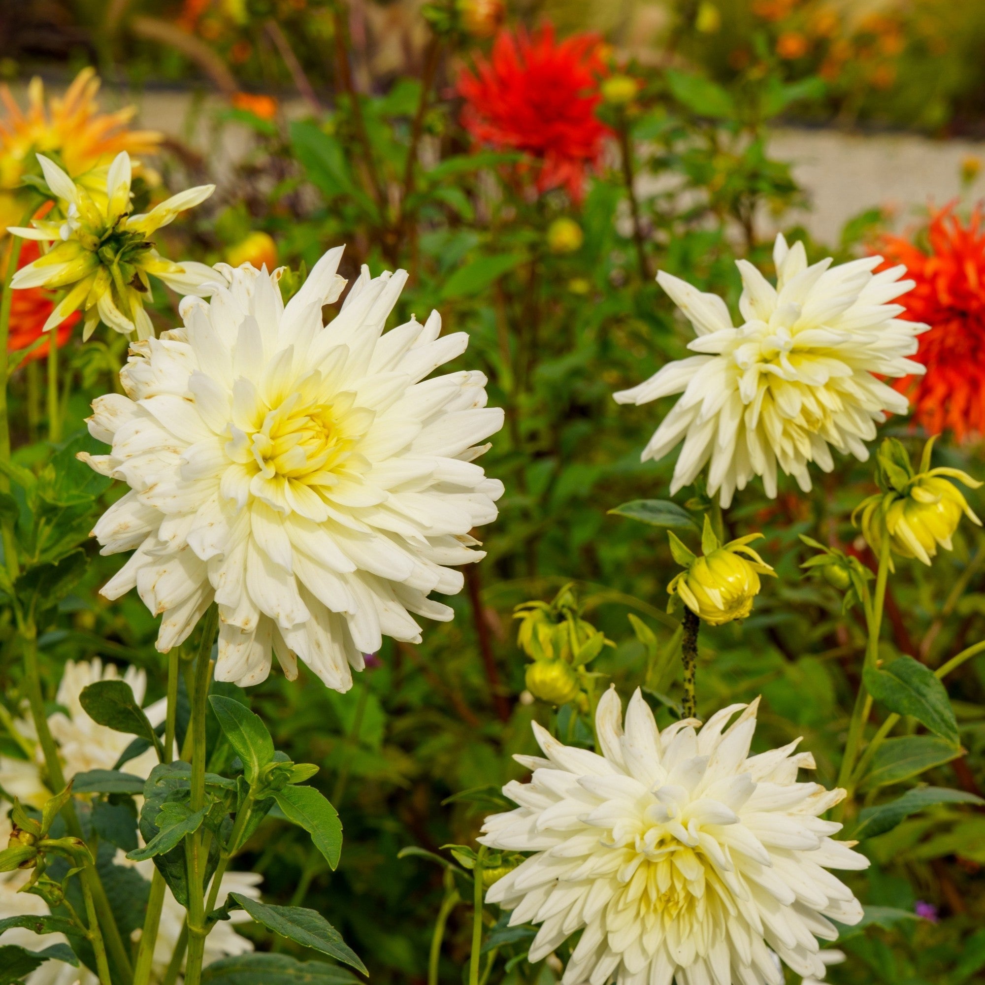 Delicate White & Pink Dahlia Bulbs For Sale | Myama Fubuki – Easy