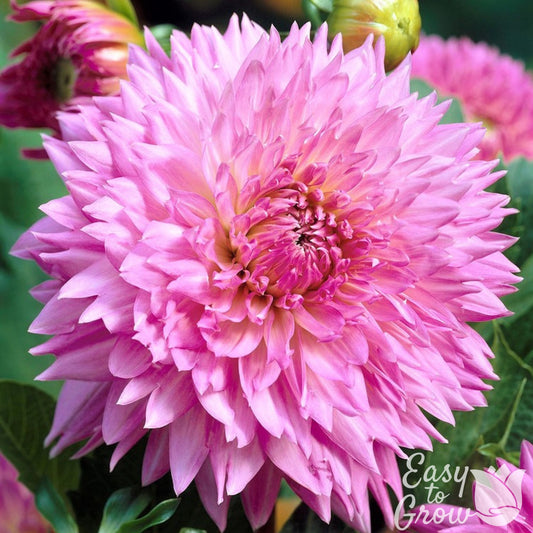 pink bloom of dahlia fubukui sakura