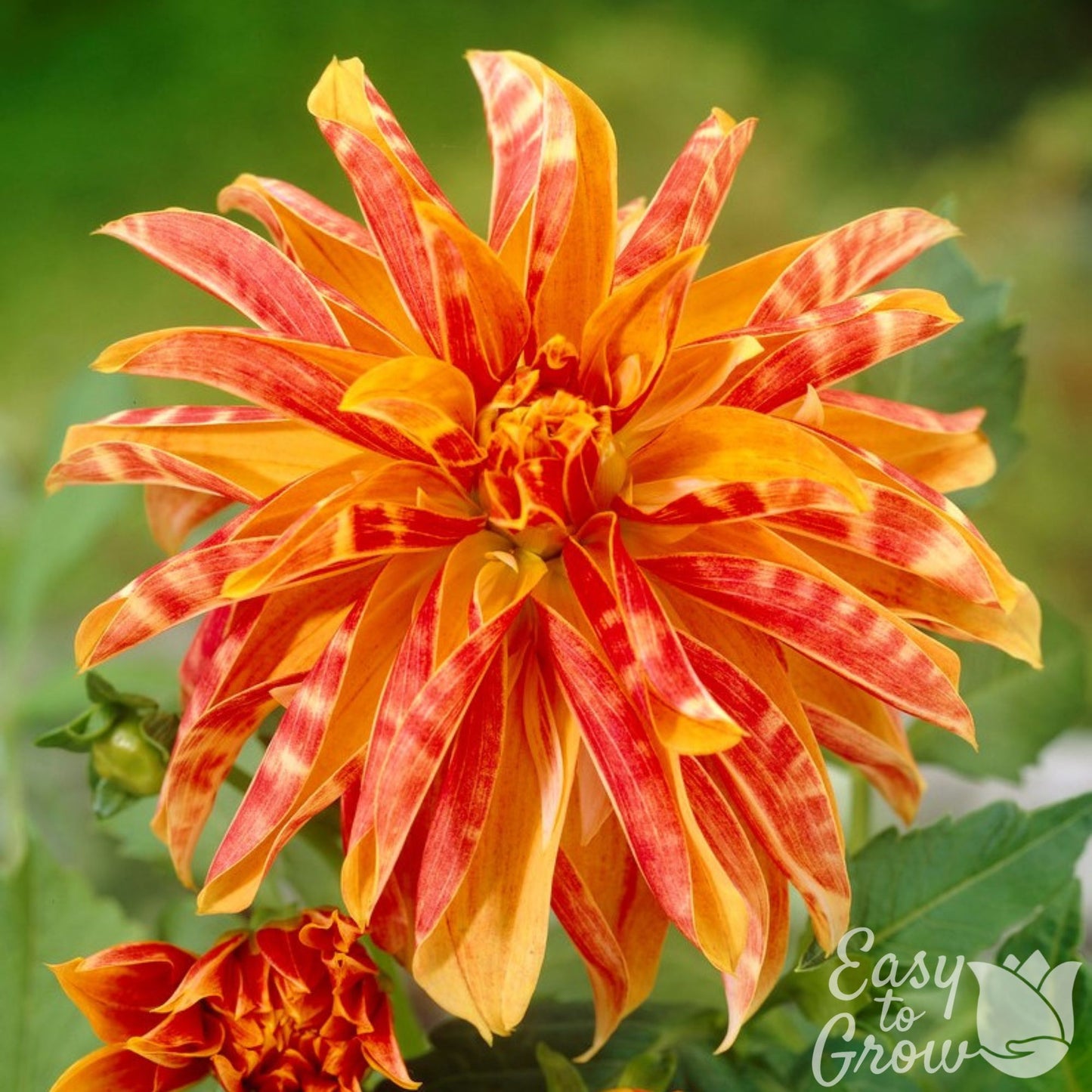 Dahlia Giraffe Bloom orange and red bloom