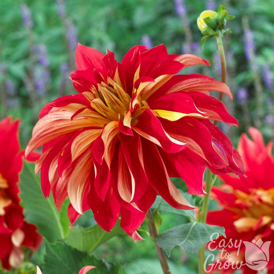 Dahlia Nick Sr bloom is red with light yellow underpetals