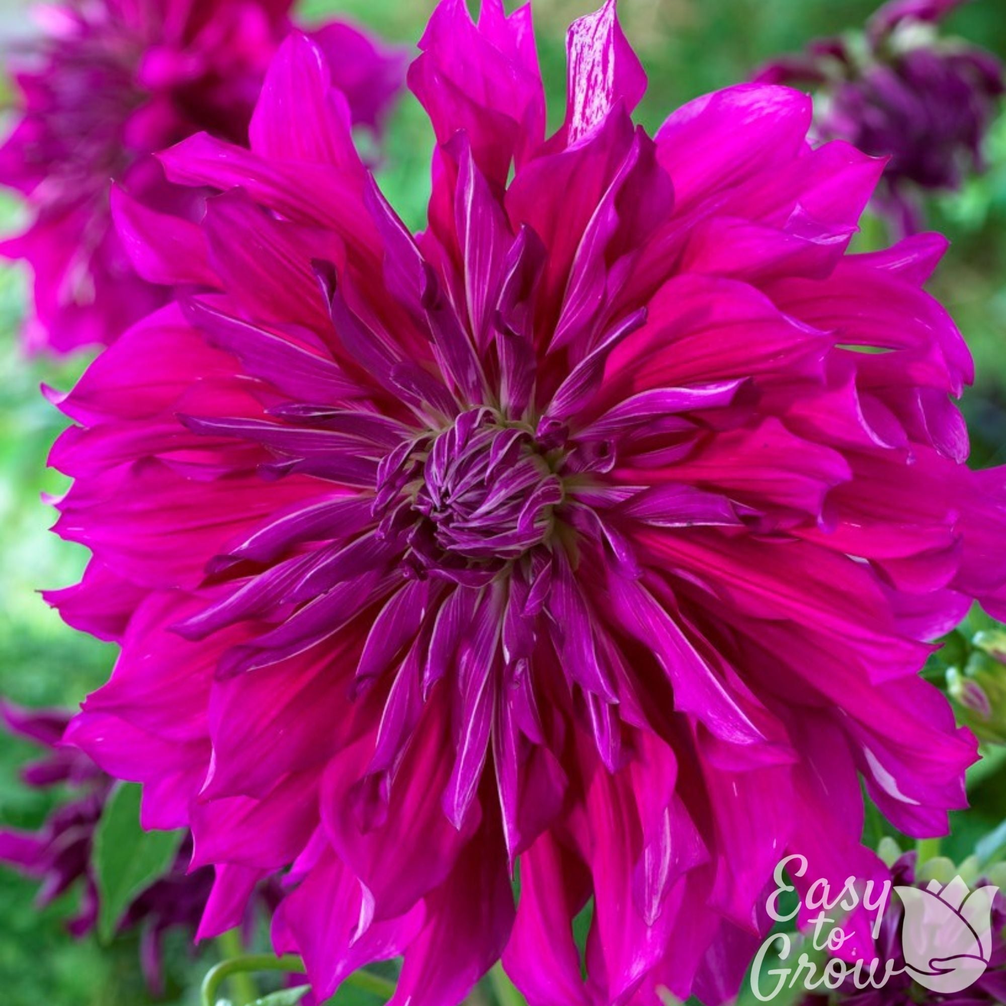 Fuchsia Dinner Plate Dahlia Tubers for Sale | Purple Taiheijo
