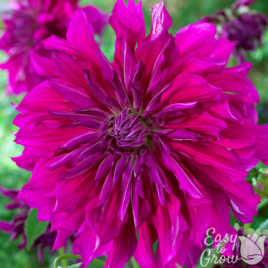 large bright purple dahlia bloom