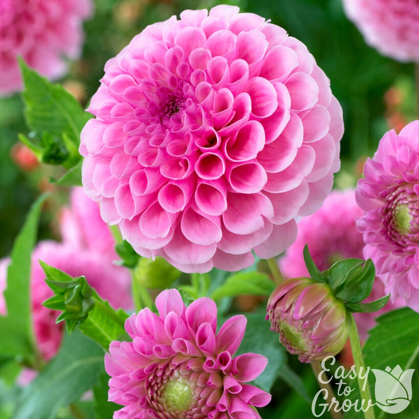 pink dahlia novelty ball shape blooms of stolze von berlin