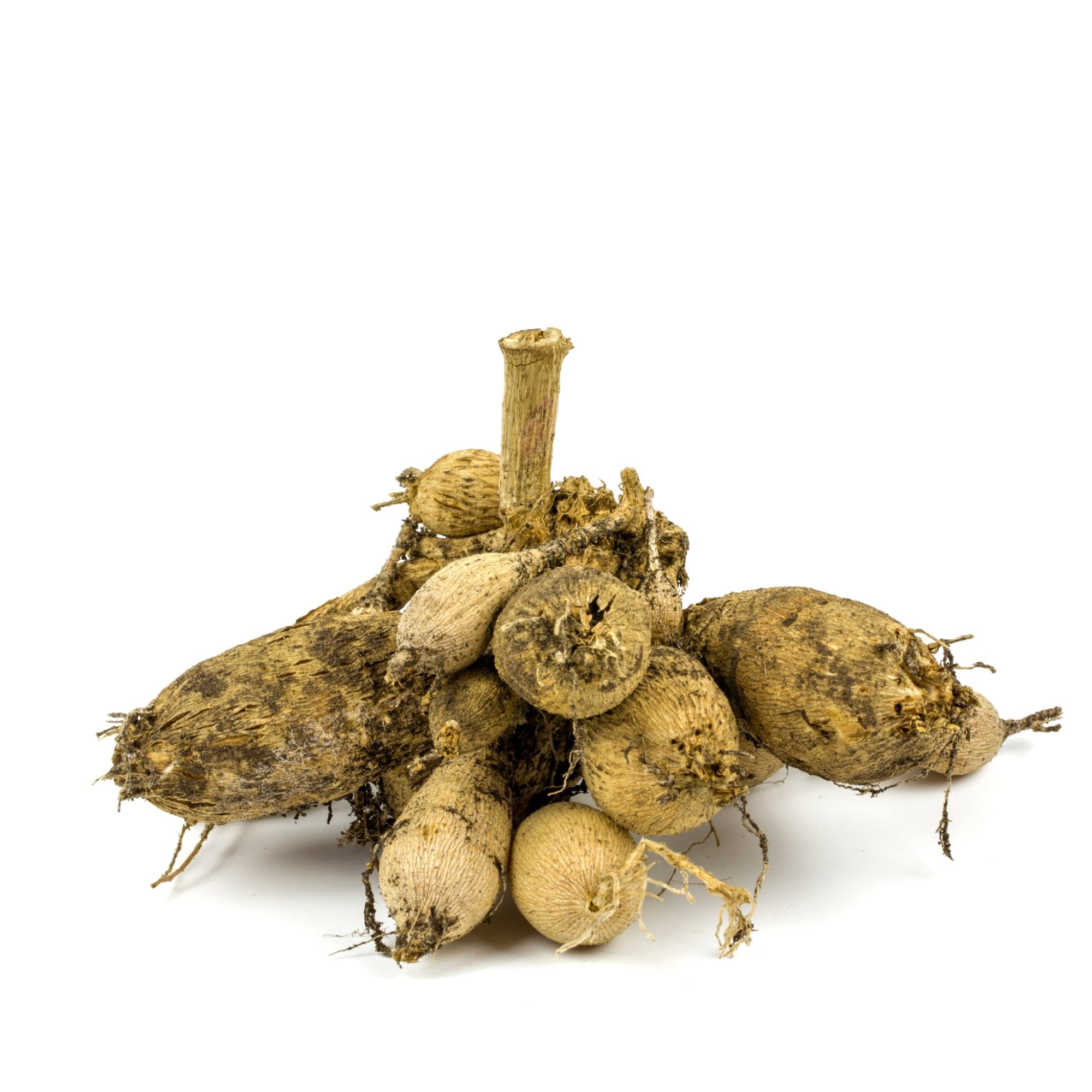 Dahlia - Snoho Doris - Thumbnail 3