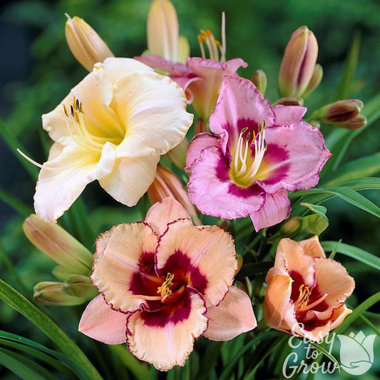 Daylily bumper crop mix blooms