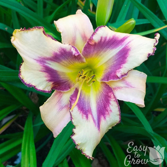 daylily destined to see purple and white flower