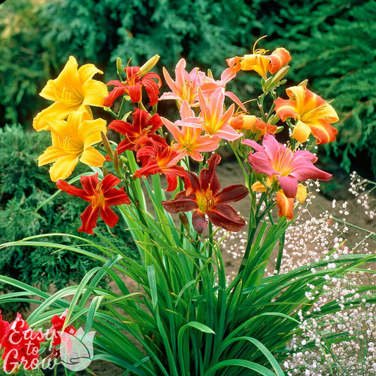 colorful mix of daylily flowers blooming in a garden