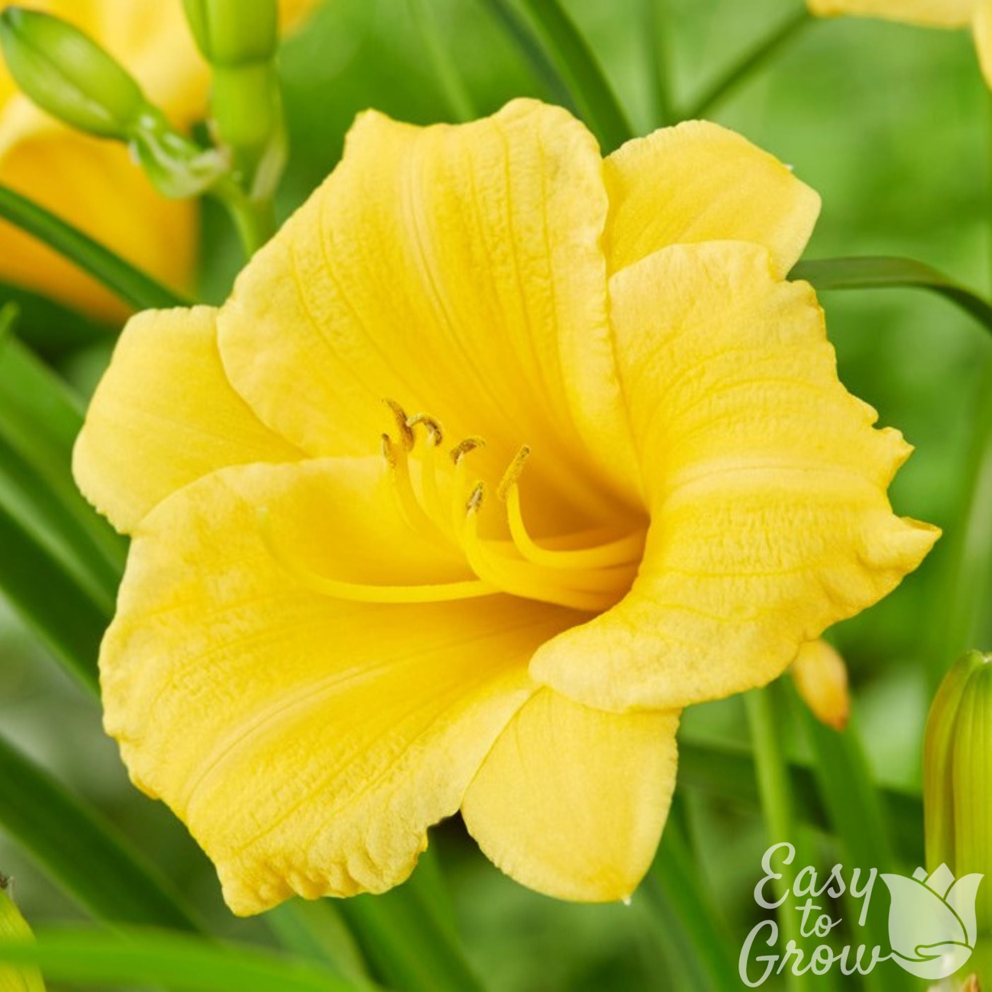 Easy to Grow Bulbs Daylily Stella De Oro - Thumbnail 2