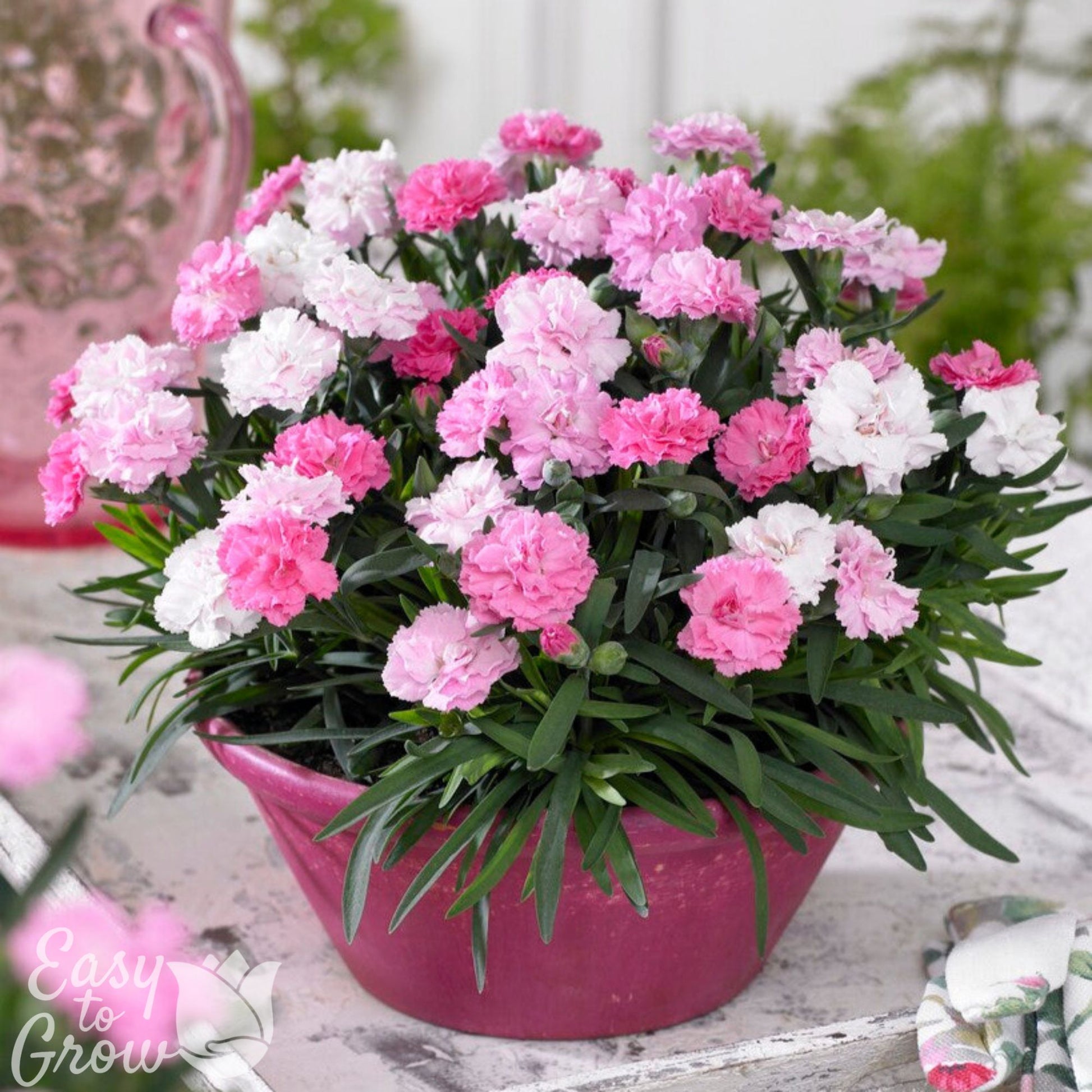 Pink and White Dianthus Everlast flowers