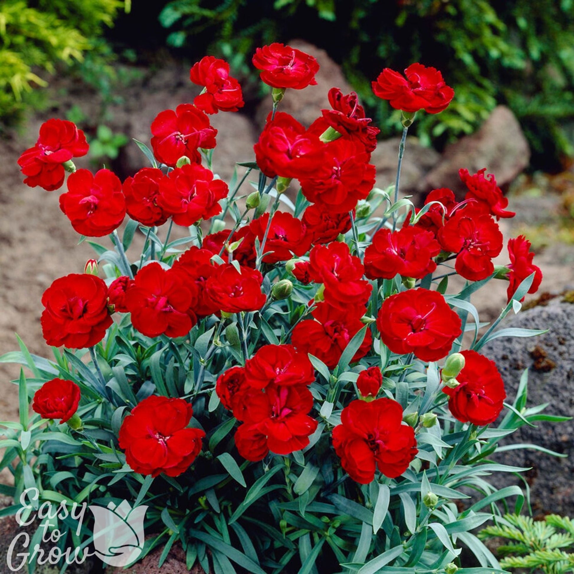 red potted plants Dianthus Border Carnation Fire Star Improved