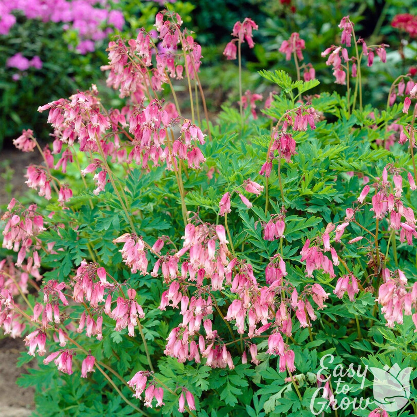 pink bleeding heart formosa flowers