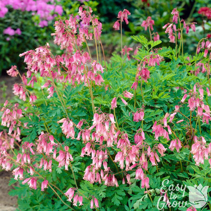 pink bleeding heart formosa flowers