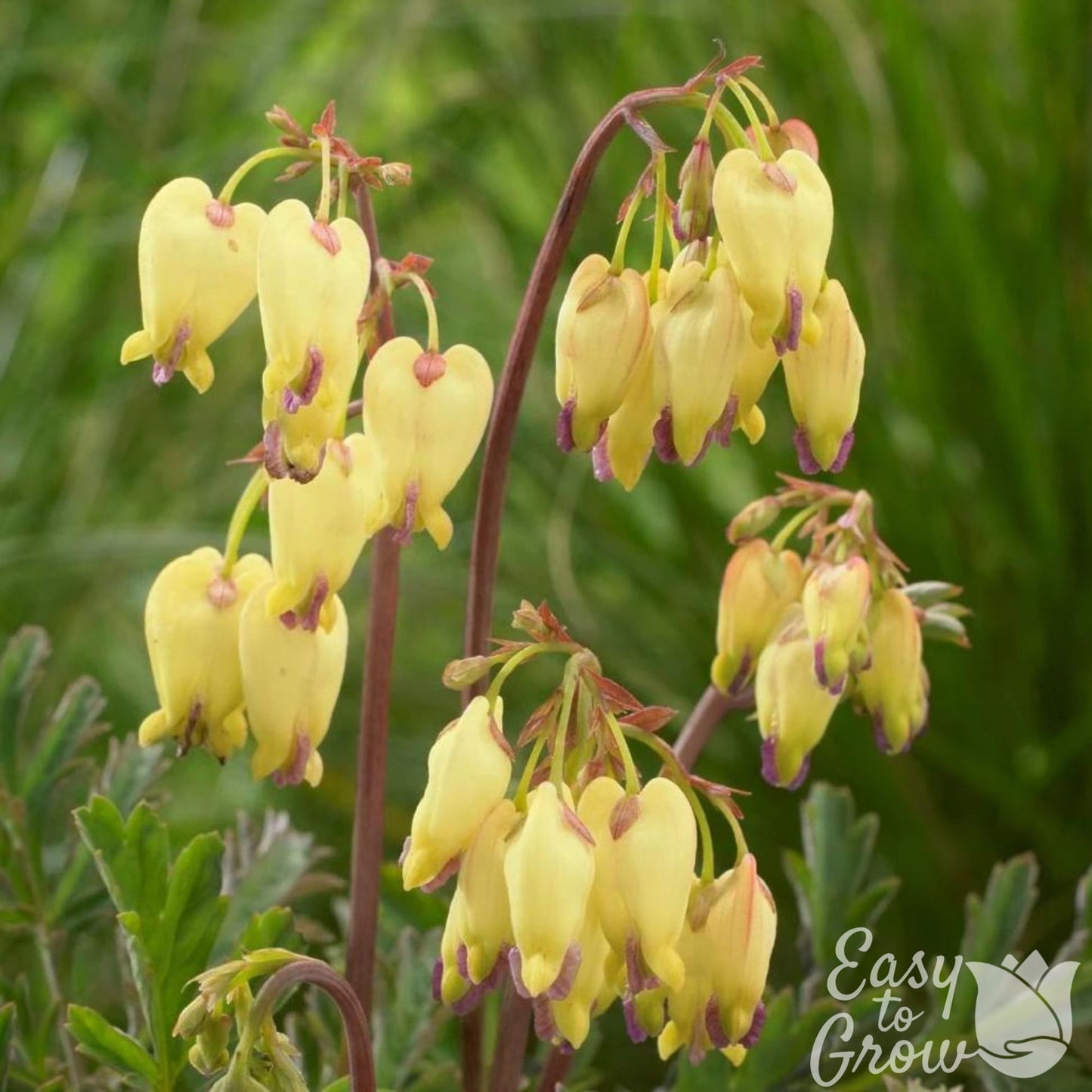 light yellow blooms with mauve stems of Sulphur Hearts