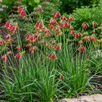 Dichelostemma - Ida-Maia Firecracker Flower