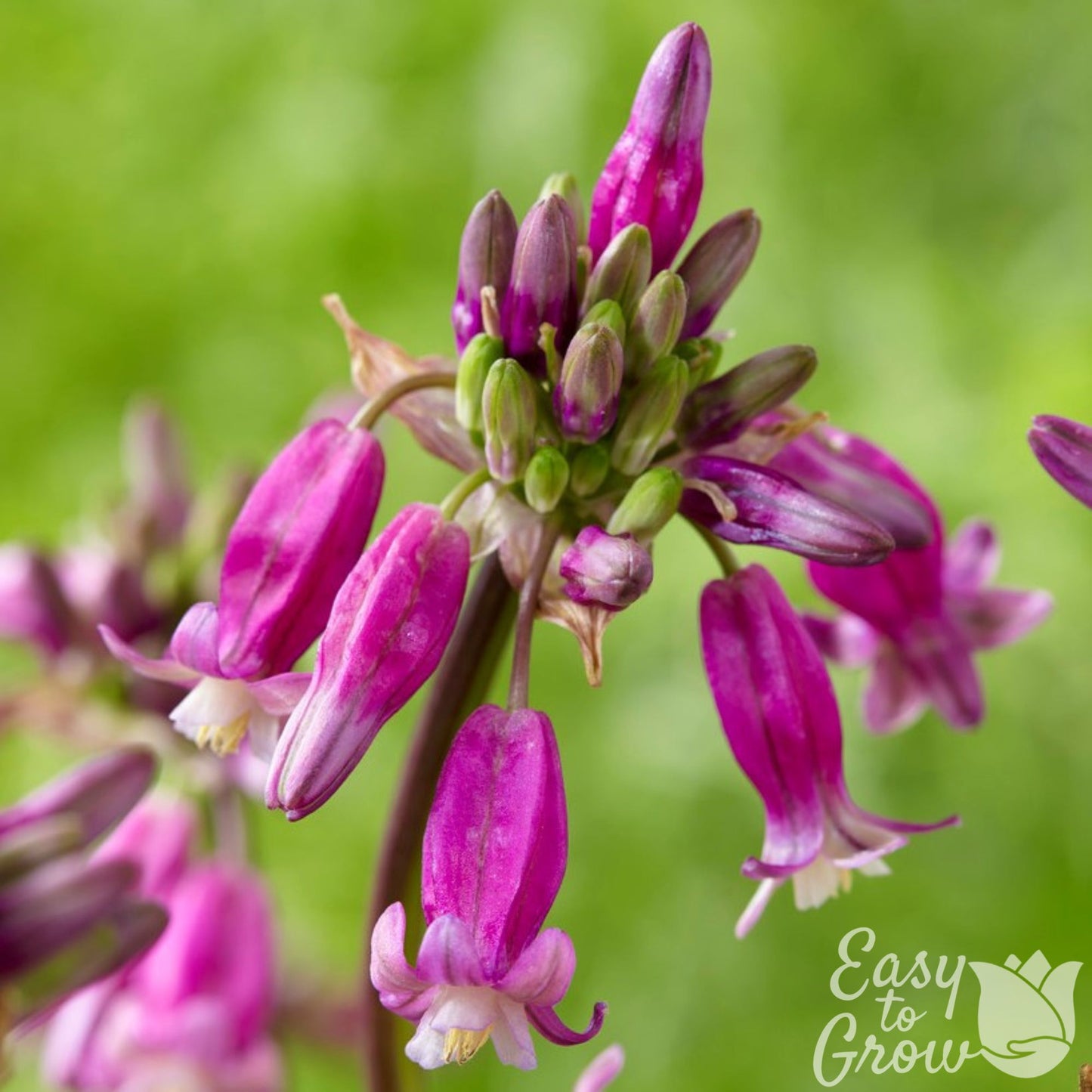 Dichelostemma Pink Diamond (Firecracker Flower)