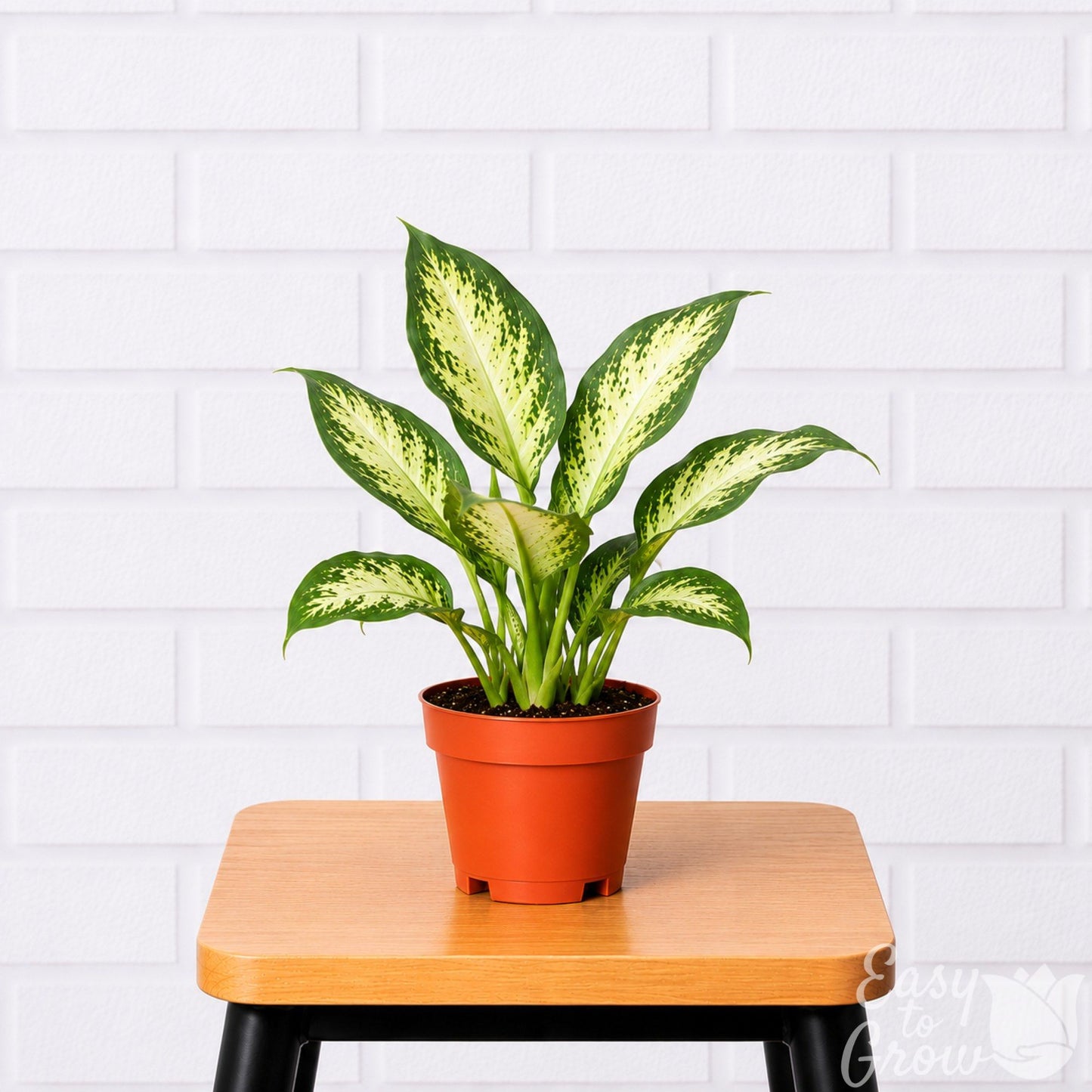 Dieffenbachia Camille houseplant in a grower pot on a stool