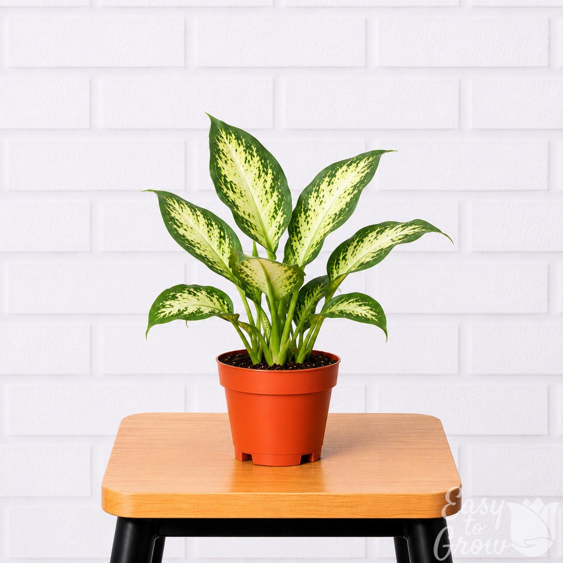 Dieffenbachia Camille houseplant in a grower pot on a stool