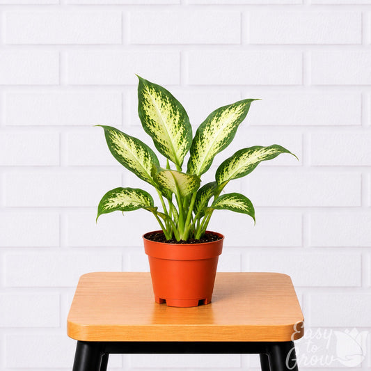 Dieffenbachia Camille houseplant in a grower pot on a stool