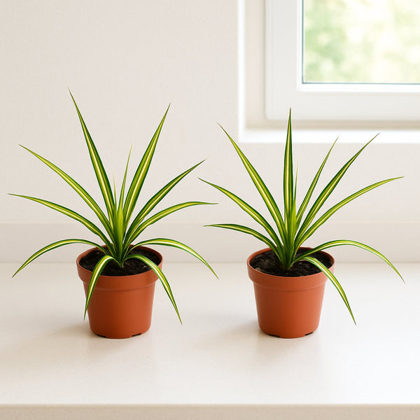 DracaenaKiwiinGrowerPot2Pack_C