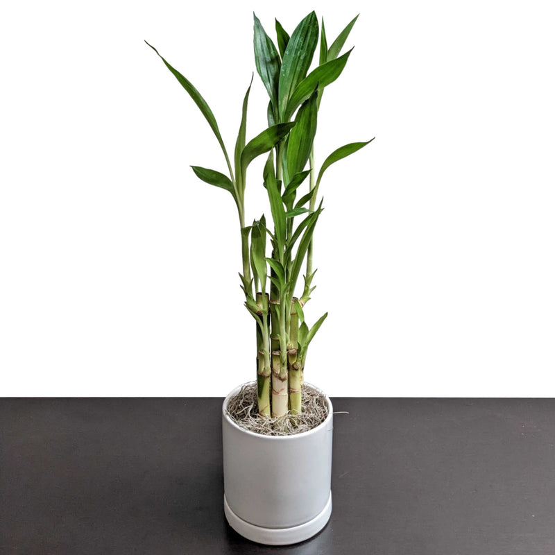 lucky bamboo in a white ceramic pot