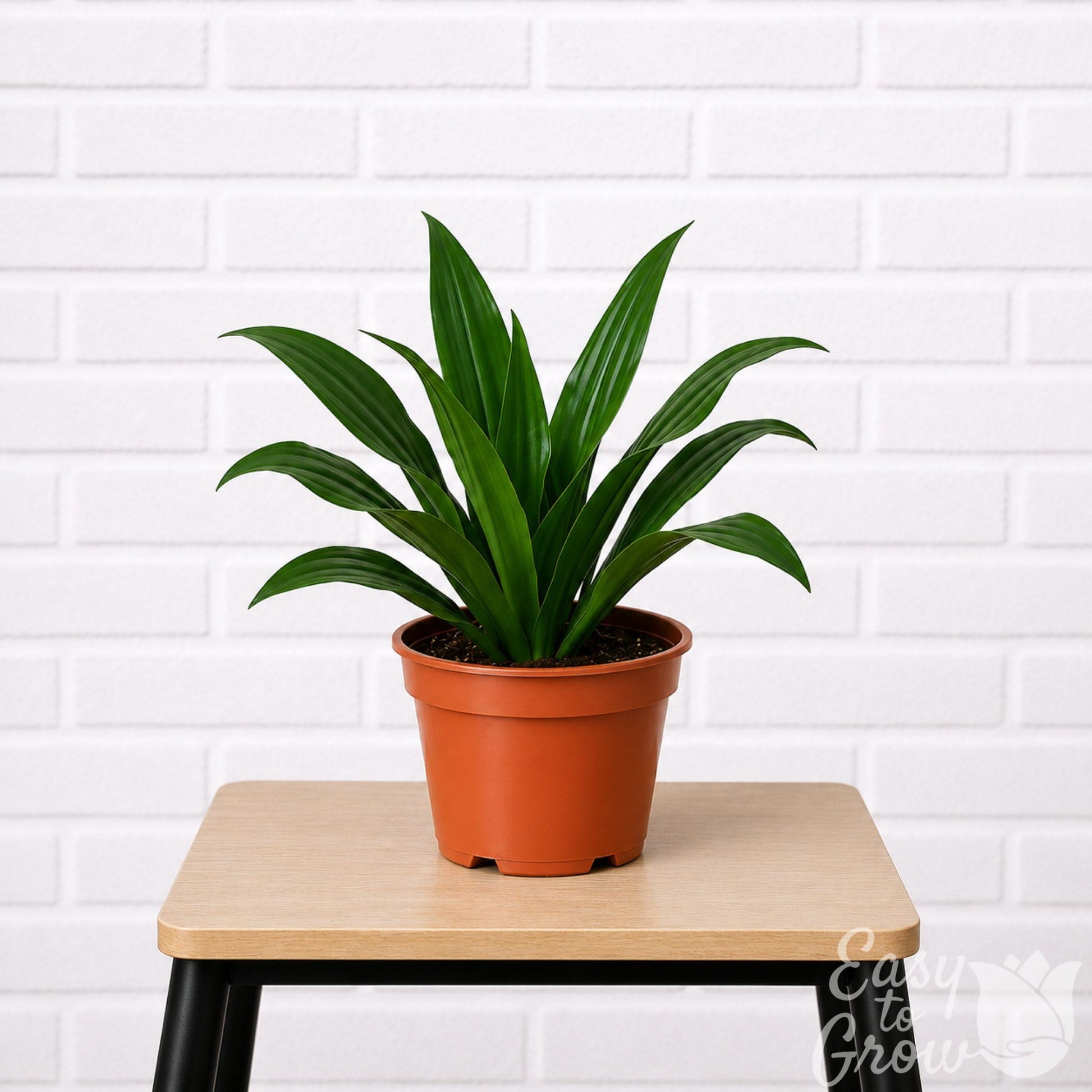 Dracaena Janet Craig houseplant