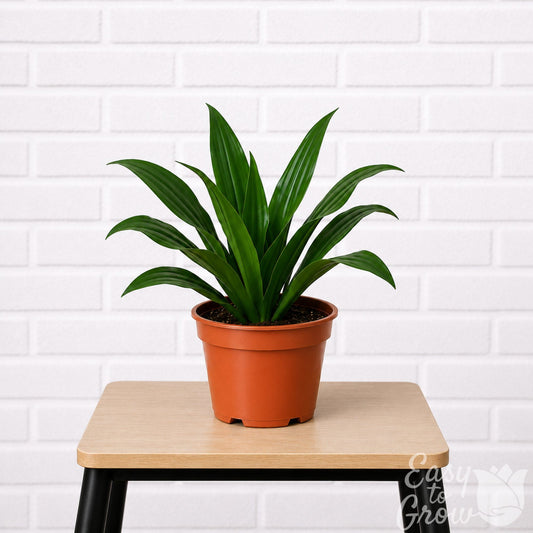 Dracaena Janet Craig houseplant