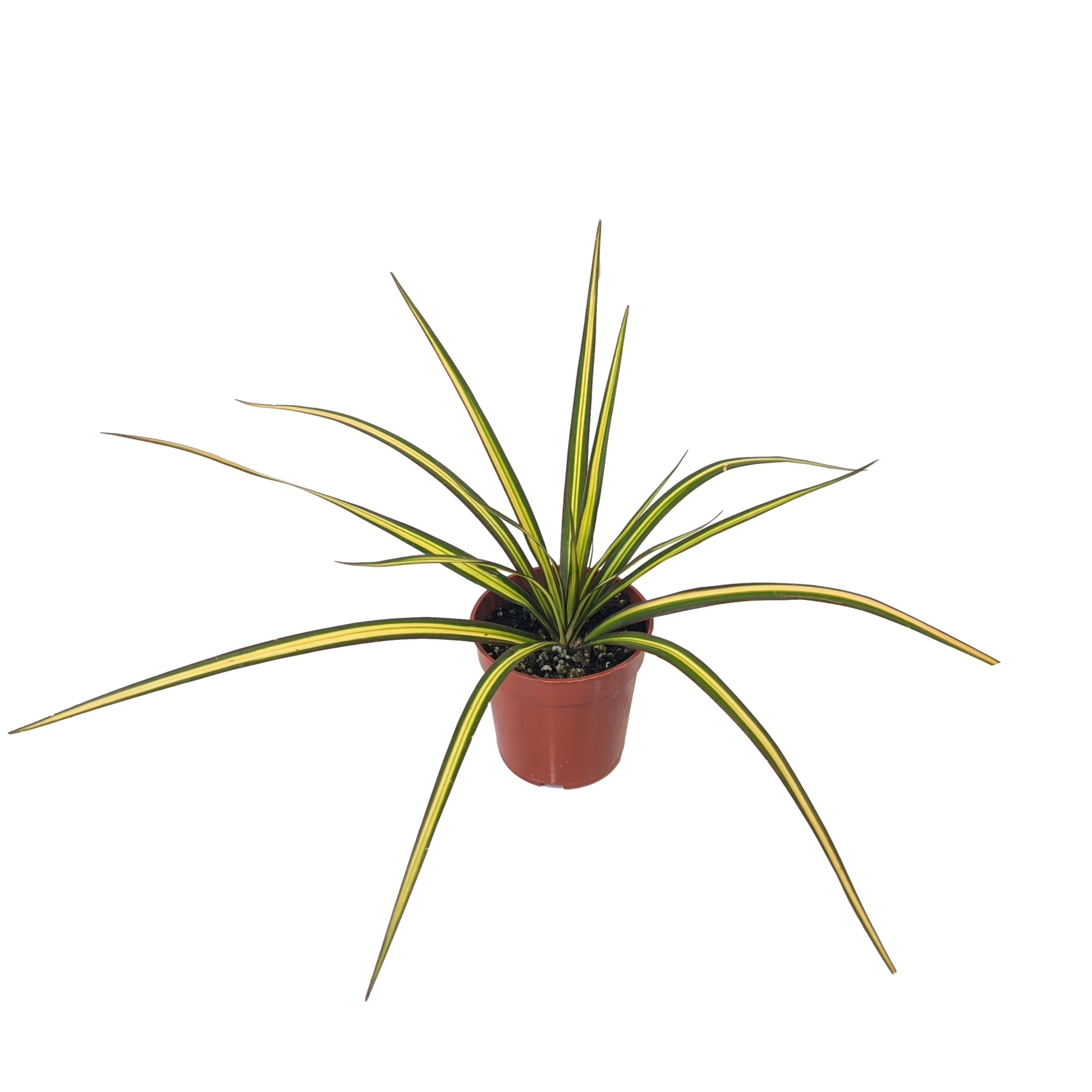dracaena kiwi care Dracaena