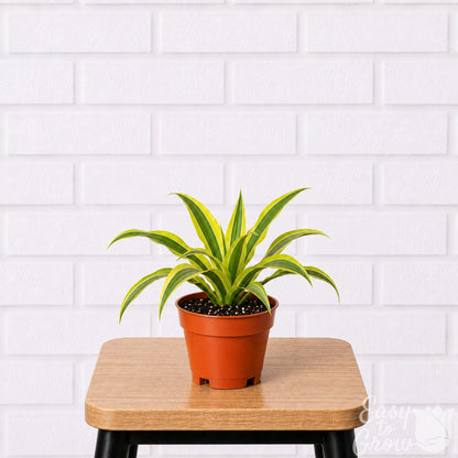 Dracaena Lemon Lime houseplant in grower pot on a stool