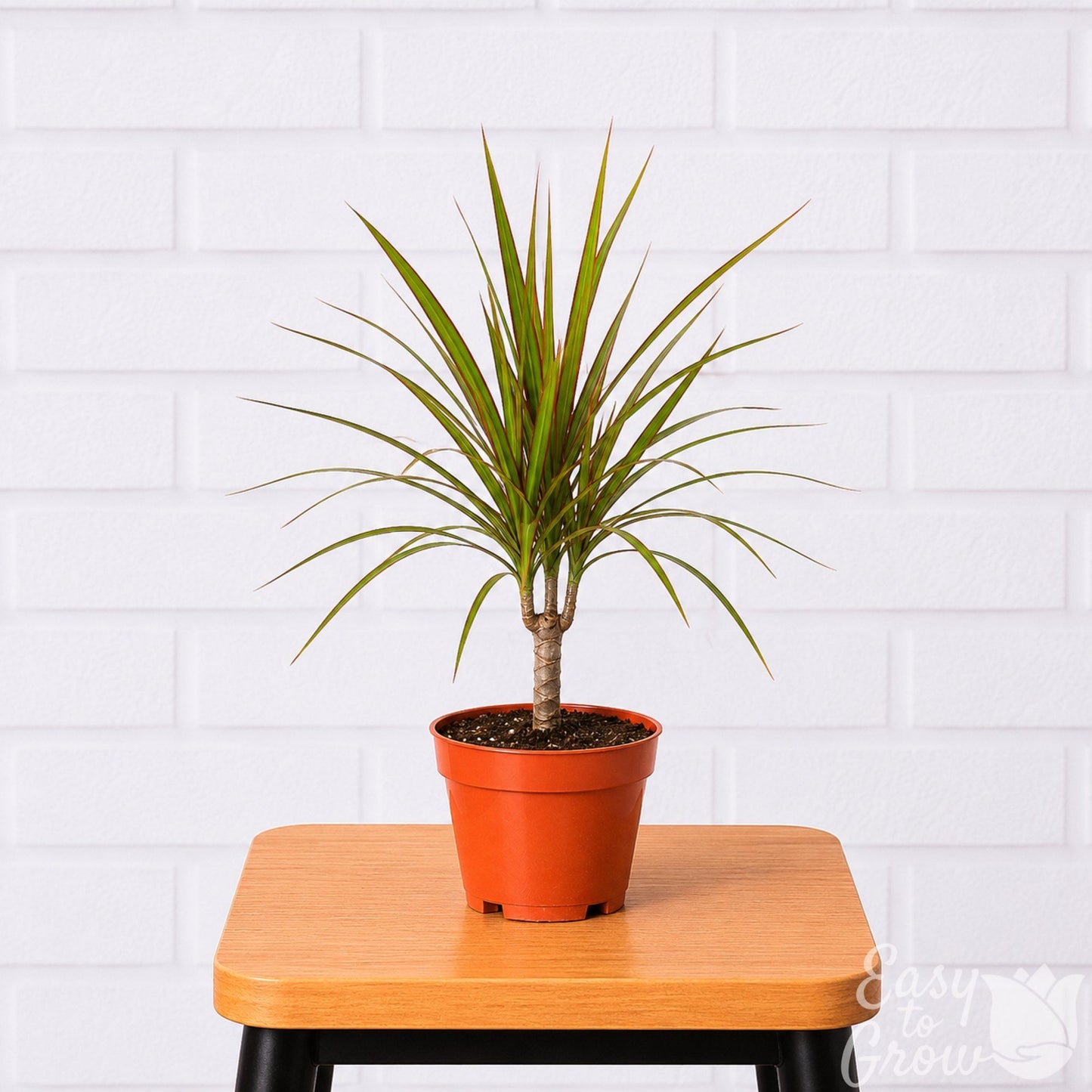 Dracaena marginata cane potted houseplant in grower pot on a stool