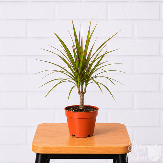 Dracaena marginata cane potted houseplant in grower pot on a stool
