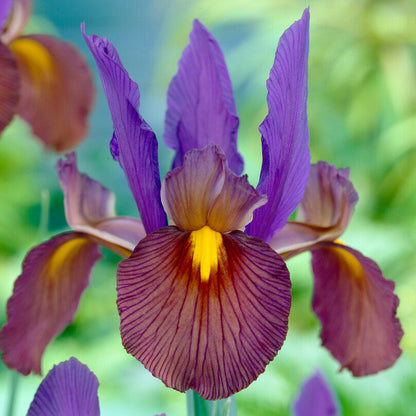 Purple Dutch Iris Eye of the Tiger
