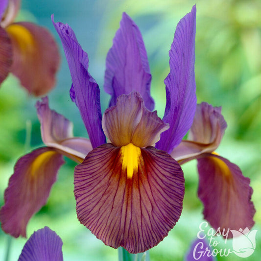Purple Dutch Iris Eye of the Tiger