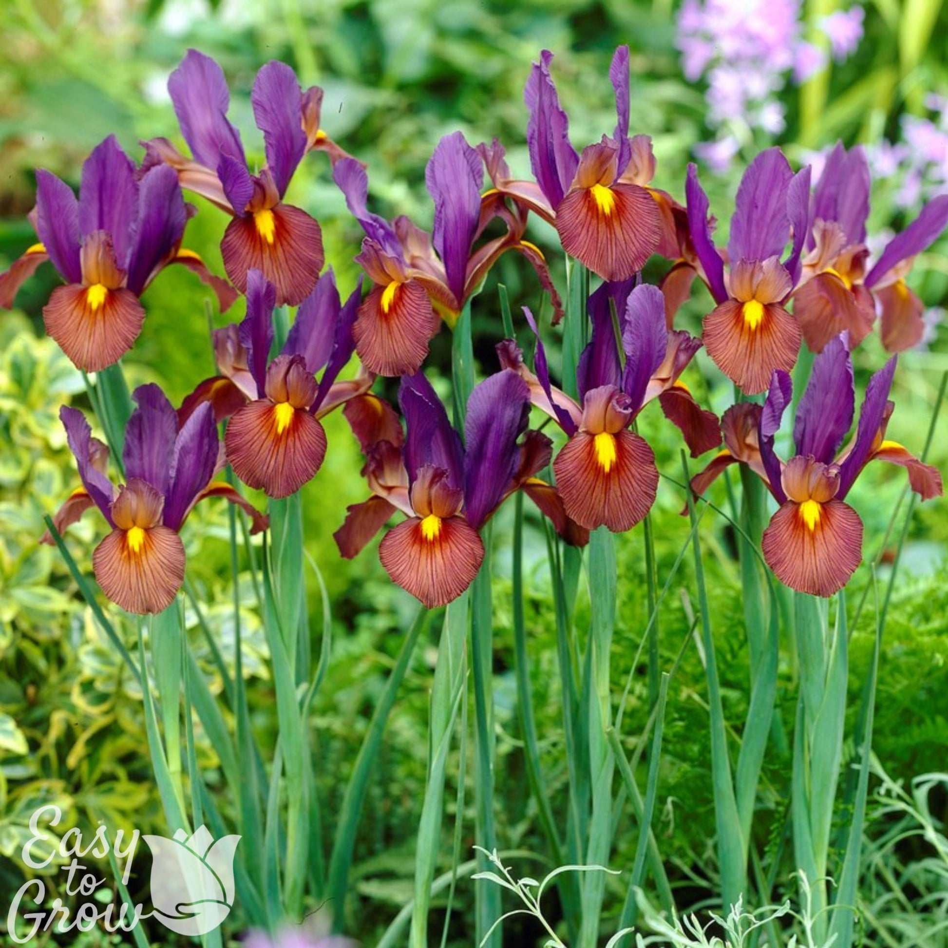 eye of the tiger lily Dutch Iris