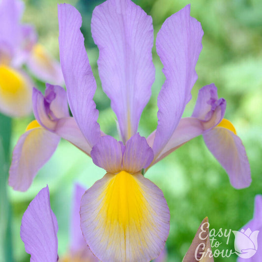 Durch Iris Hollandica Rosario lavender and yellow bloom