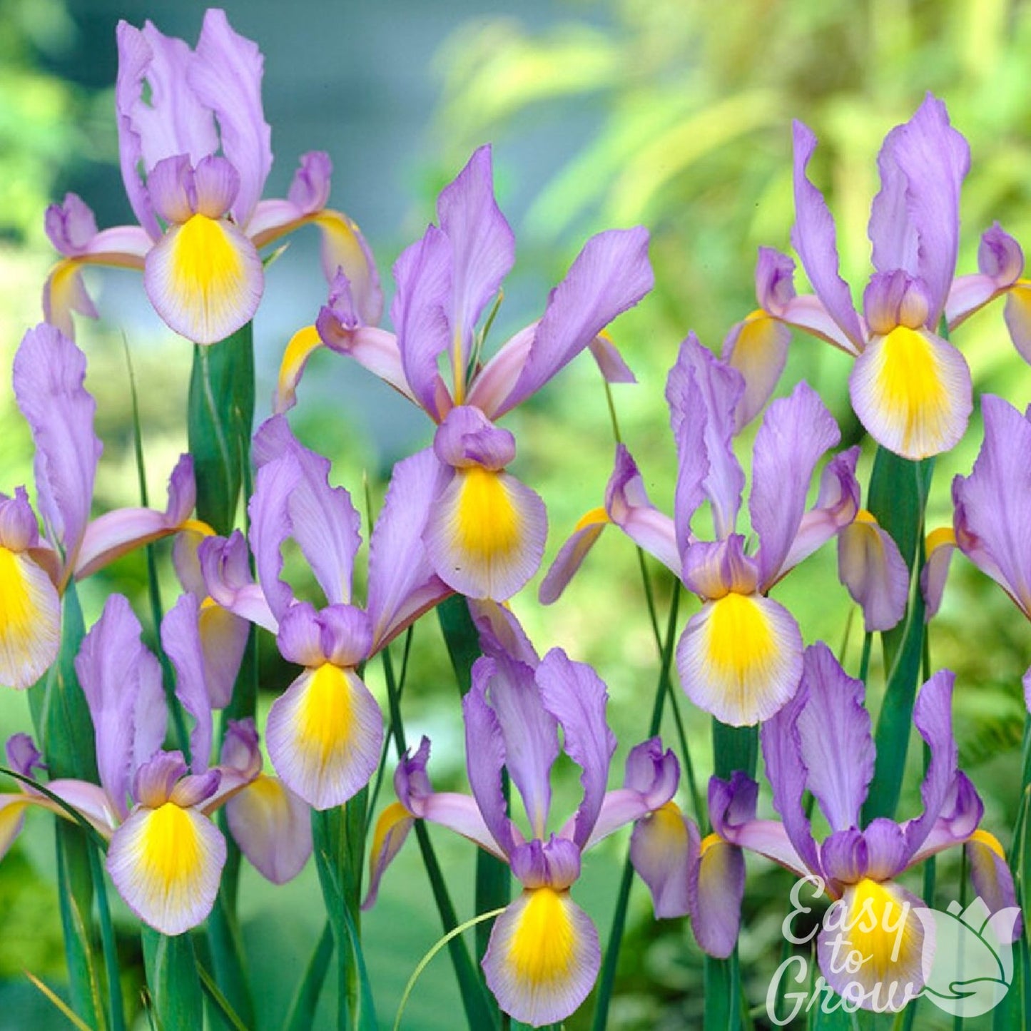 dutich iris rosario features light purple and yellow blooms