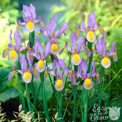 close up of dutch iris rosario flowers