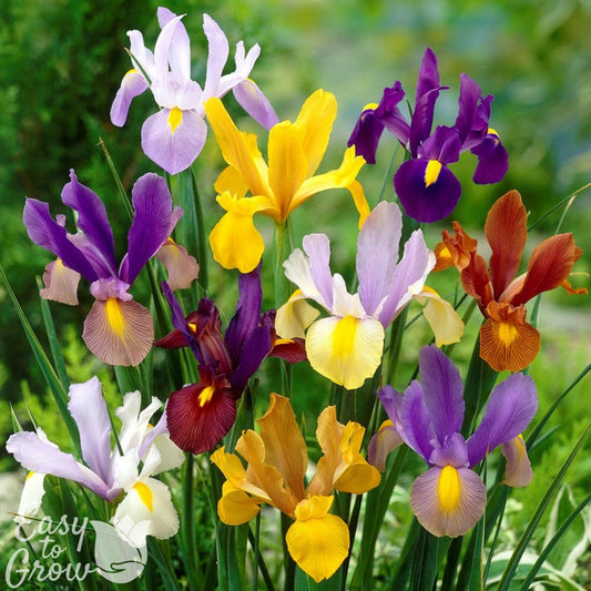 Colorful blooms of Dutch Iris spring sparkle mix
