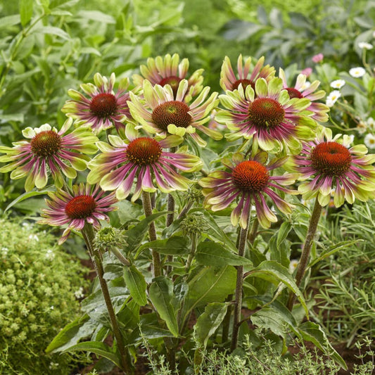 Echinacea green twister blooming in garden