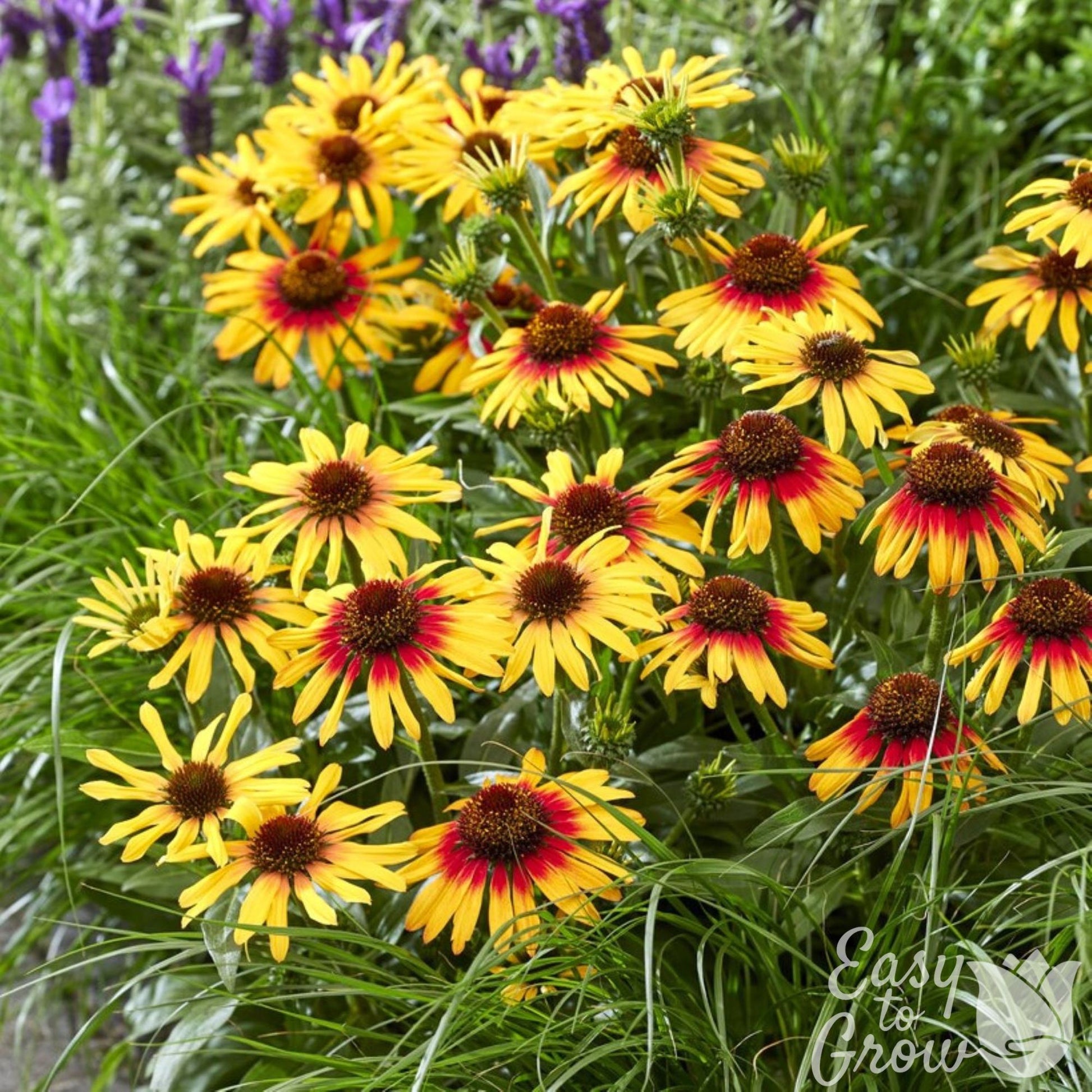 echinacea potted plants Echinacea